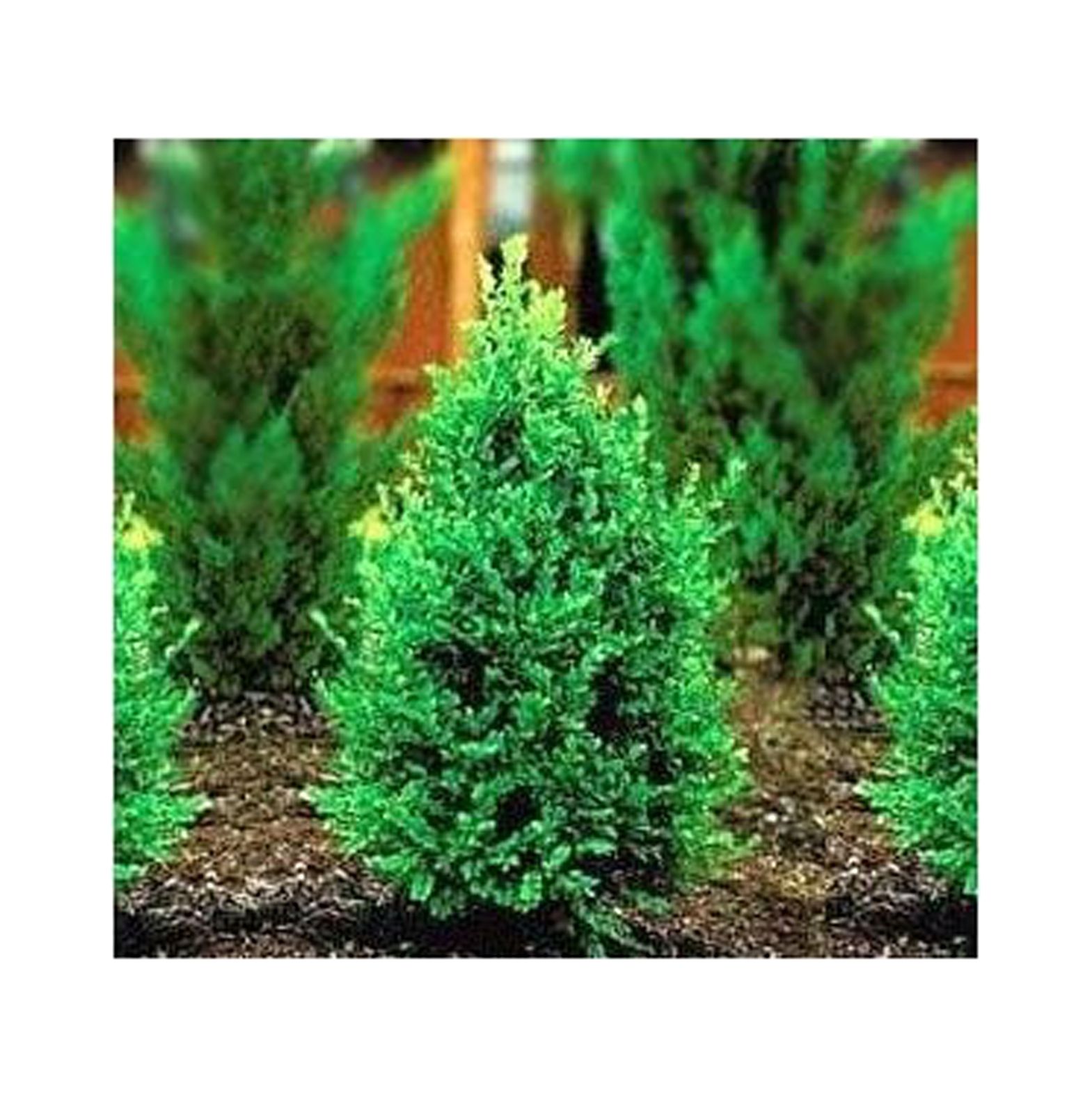 Two Boxwood Shrubs 2 Live Plants Shipped in Quart Containers by