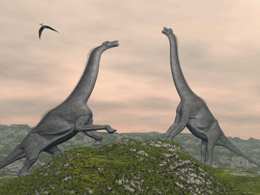 Two Brachiosaurus dinosaurs fighting Canvas Art - Elena DuvernayStocktrek Images (33 x 25)