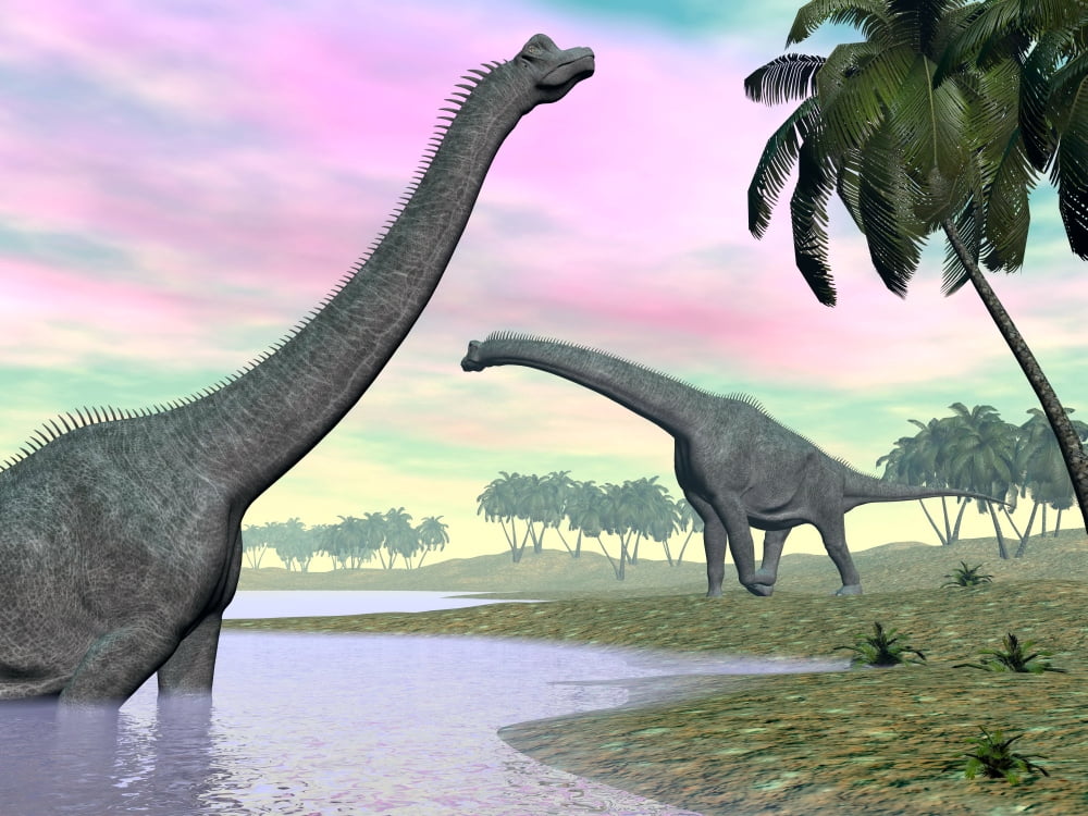 Two Brachiosaurus dinosaurs in landscape with water and palm trees Canvas Art - Elena DuvernayStocktrek Images (33 x 25)