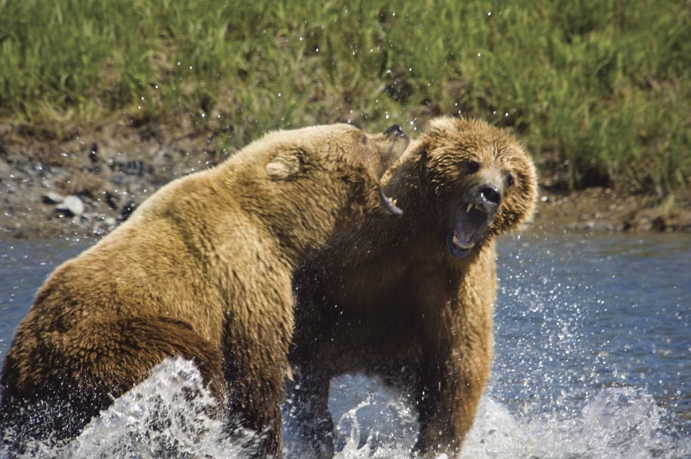 Two Brown Bears Fight Over Salmon At Mikfik Creek During Summer In Southwest Alaska Canvas Art - Greg Hensel Design Pics (17 x 11)