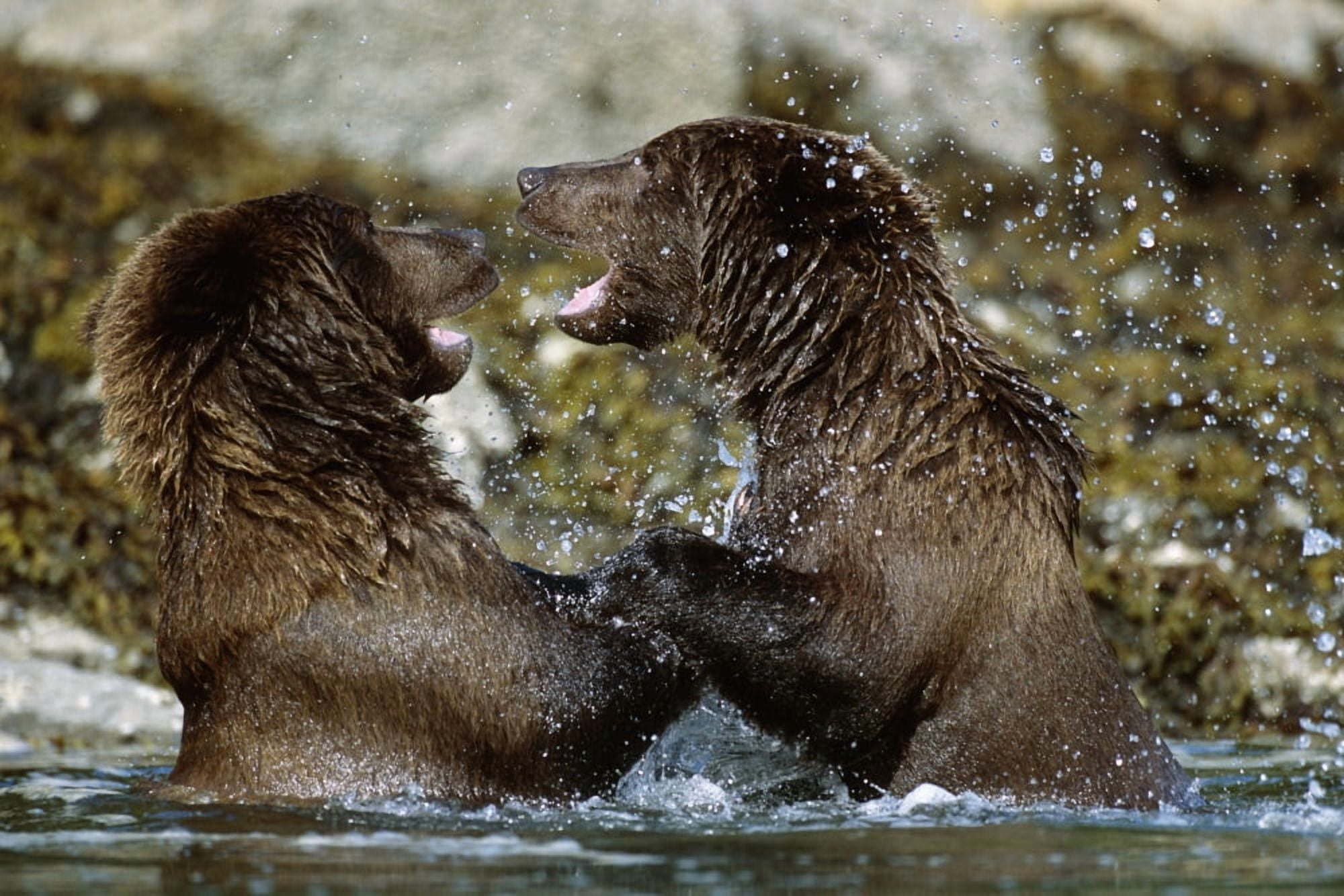 Two Brown Bears Fighting In River Geographic Harbor Ak Sw Summer Canvas Art - Tom Soucek Design Pics (17 x 11)