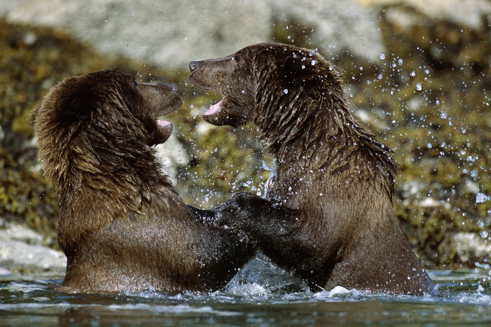 Two Brown Bears Fighting In River Geographic Harbor Ak Sw Summer Canvas Art - Tom Soucek Design Pics (34 x 22)