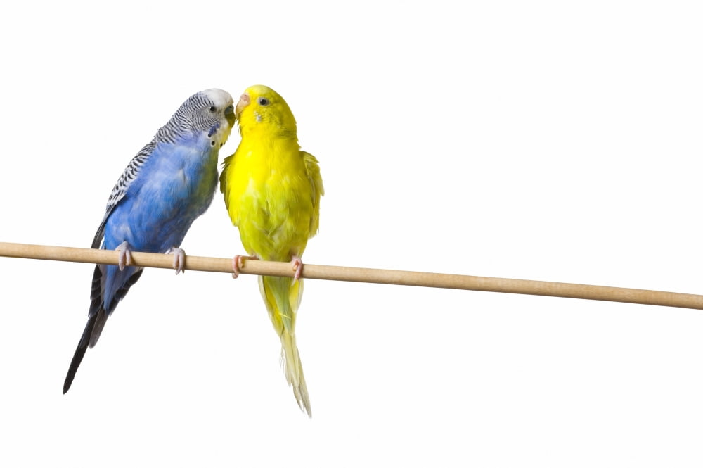 Two Budgies On A Perch Canvas Art - Corey Hochachka Design Pics (17 x 11)