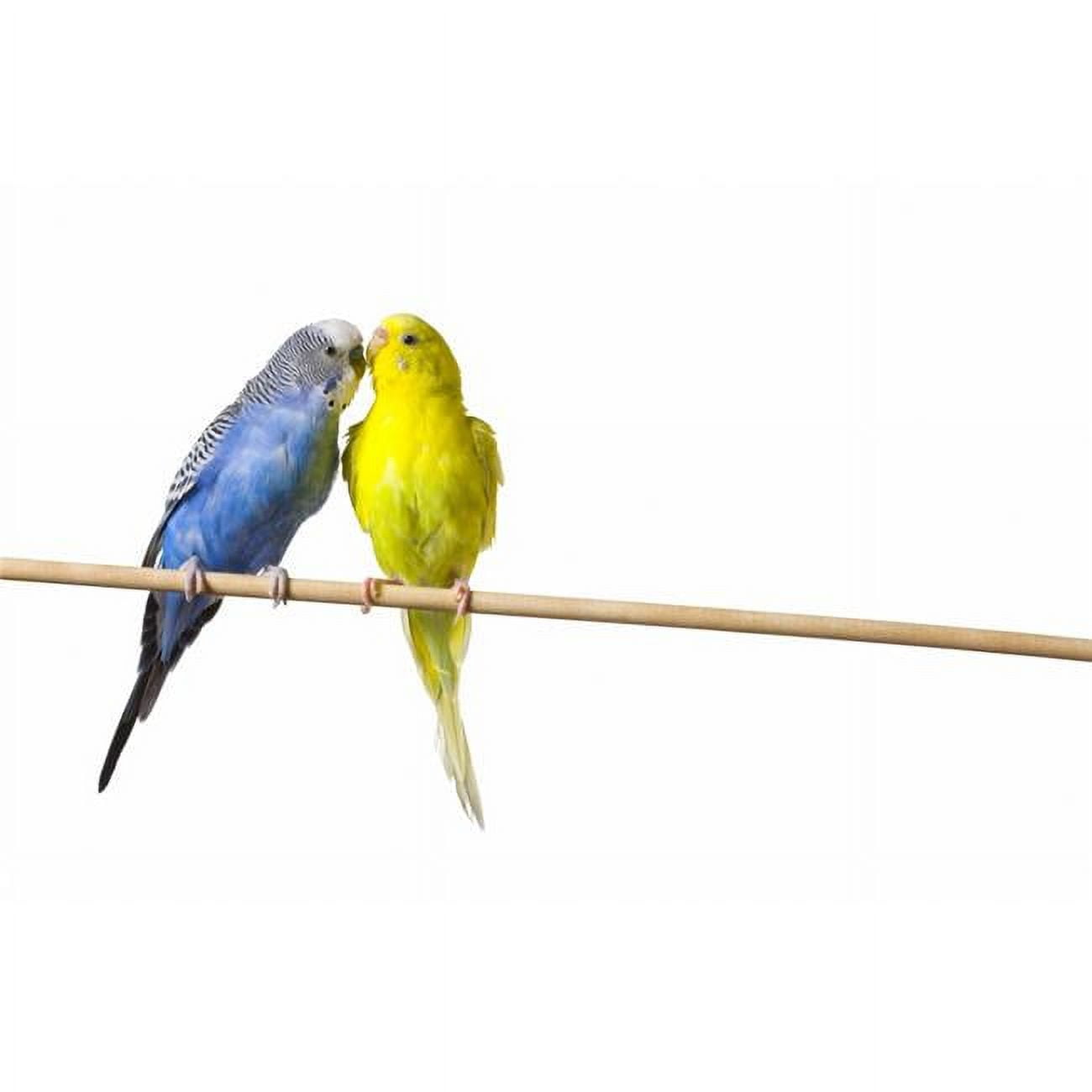 Two Budgies On A Perch Poster Print by Corey Hochachka - 17 x 11 ...