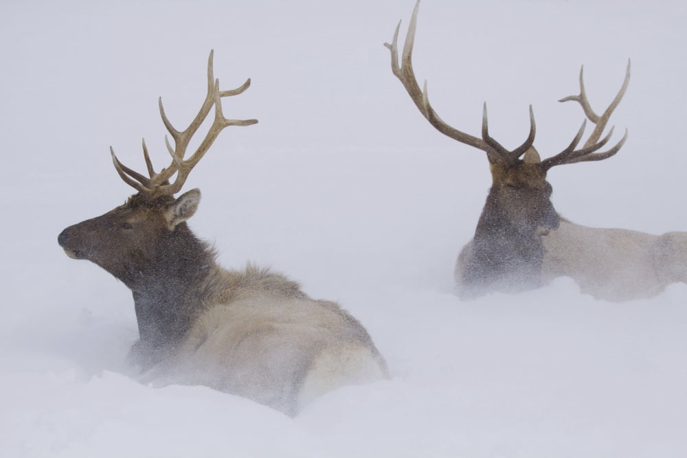 Two Bull Elk Lying In Deep Snow Alaska Wildlife Conservation Center Southcentral Alaska Winter Captive Canvas Art - Doug Lindstrand Design Pics (38 x 24)