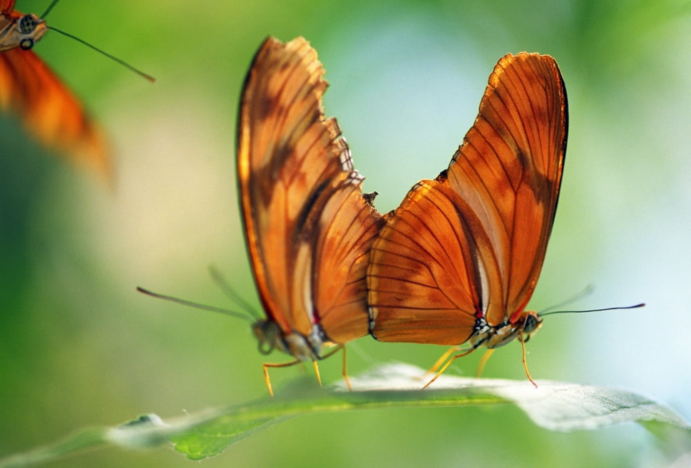Two Butterflies On A Leaf Canvas Art - Natural Selection Craig Tuttle Design Pics (18 x 12)