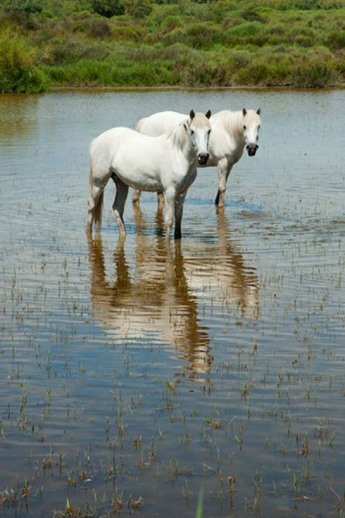 Two Camargue white horses in a lagoon Camargue Saintes-Maries-De-La-Mer Provence-Alpes-Cote dAzur France Canvas Art - Panoramic Images (24 x 36)