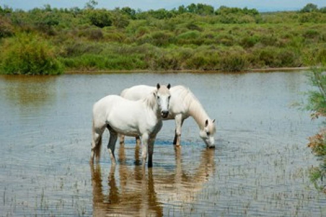 Two Camargue white horses in a lagoon Camargue Saintes-Maries-De-La-Mer Provence-Alpes-Cote dAzur France Canvas Art - Panoramic Images (36 x 24)