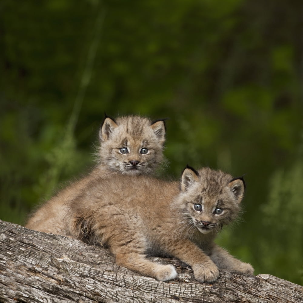 Two Canada Lynx (Lynx Canadensis) Kittens Playing On A Log Canmore Alberta Canada Canvas Art - Richard Wear Design Pics (16 x 16)