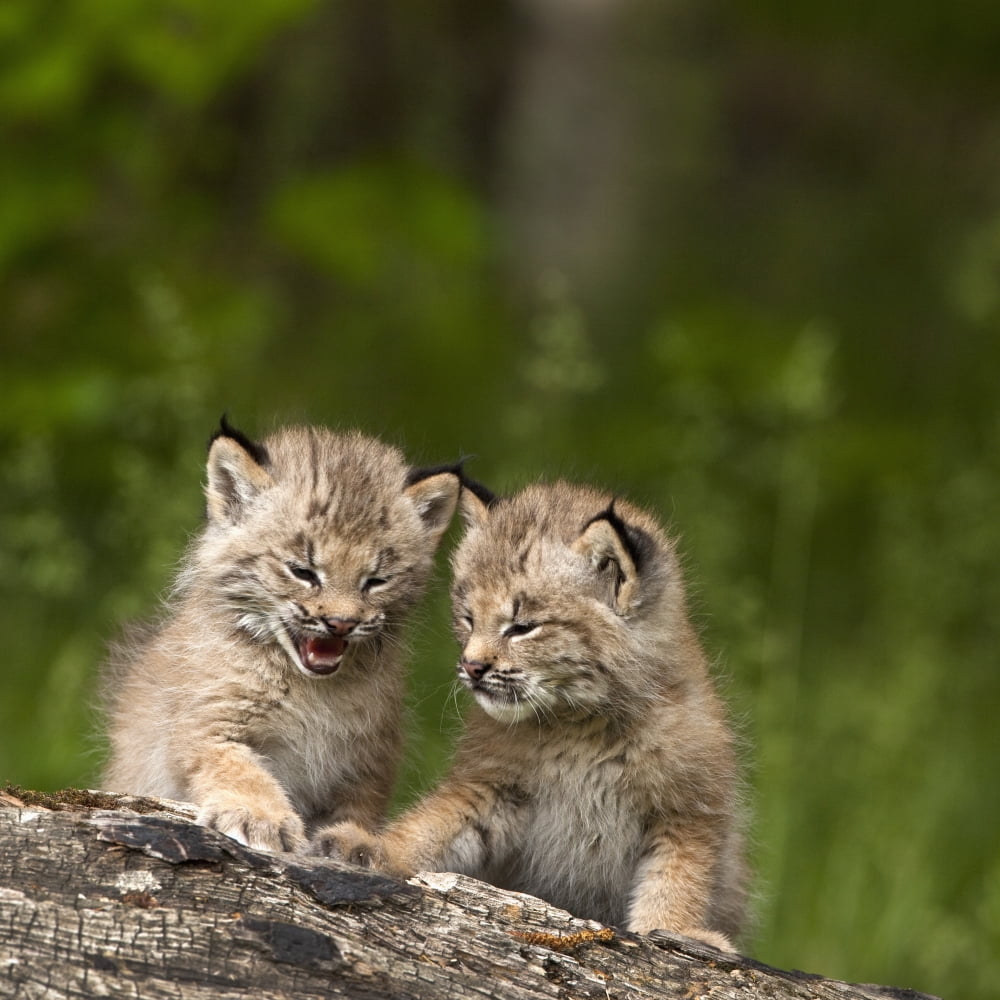Two Canada Lynx (Lynx Canadensis) Kittens Playing On A Log Canmore Alberta Canada Canvas Art - Richard Wear Design Pics (24 x 24)