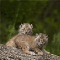 thumbnail image 1 of Two Canada Lynx Lynx Canadensis Kittens Playing On A Log - Canmore, Alberta, Canada Poster Print, 24 x 24 - Large, 1 of 1