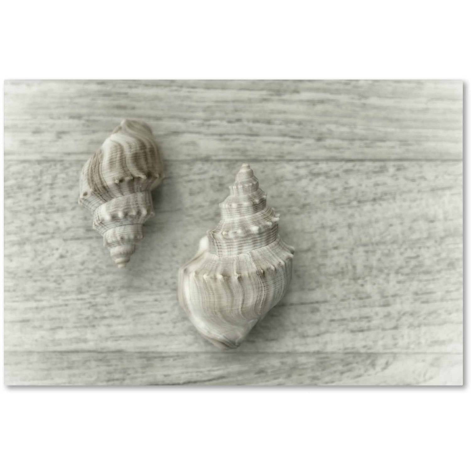 Two Cancellaria Shells' Canvas Art by Cora Niele