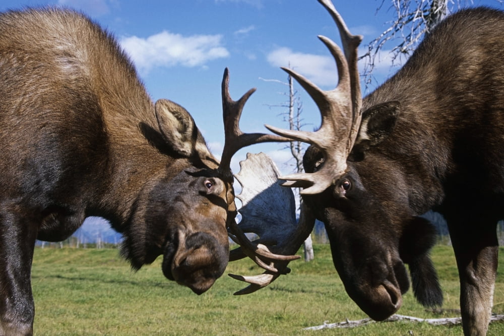 Two Captive Bull Moose Sparring With Each Other At The Alaska Wildlife Conservation Center Summer In Southcentral Alaska Canvas Art - Doug Lindstrand Design Pics (17 x 11)