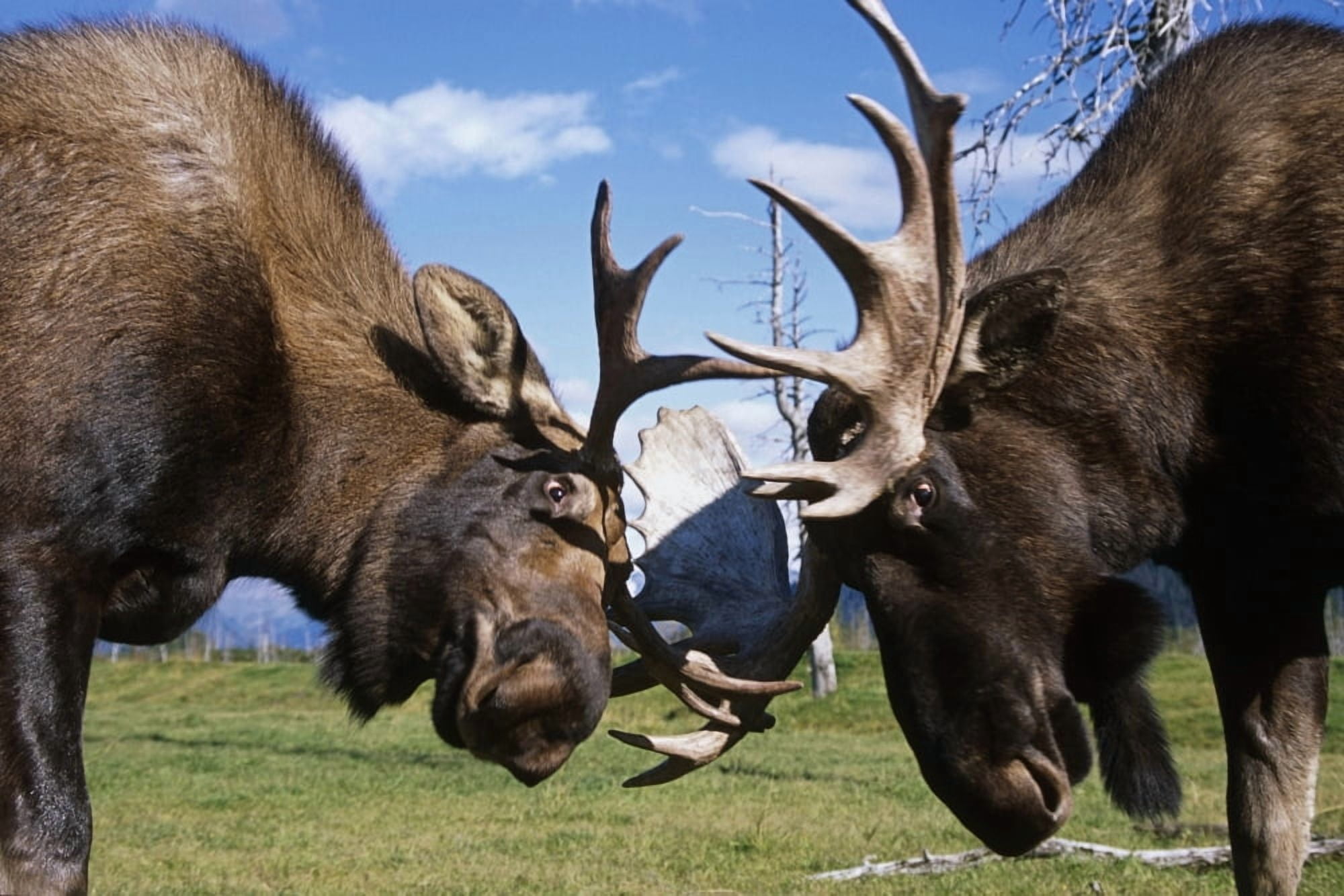 Two Captive Bull Moose Sparring With Each Other At The Alaska Wildlife Conservation Center Summer In Southcentral Alaska Canvas Art - Doug Lindstrand Design Pics (34 x 22)