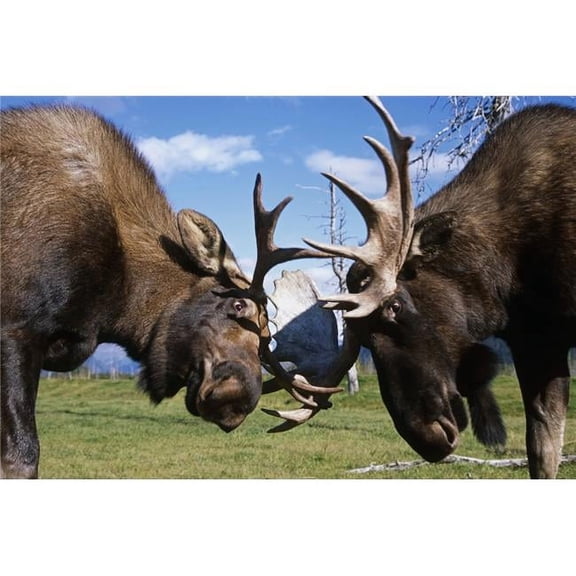 Two Captive Bull Moose Sparring with Each Other At The Alaska Wildlife Conservation Center. Summer in Southcentral Alaska Poster Print - 17 x 11