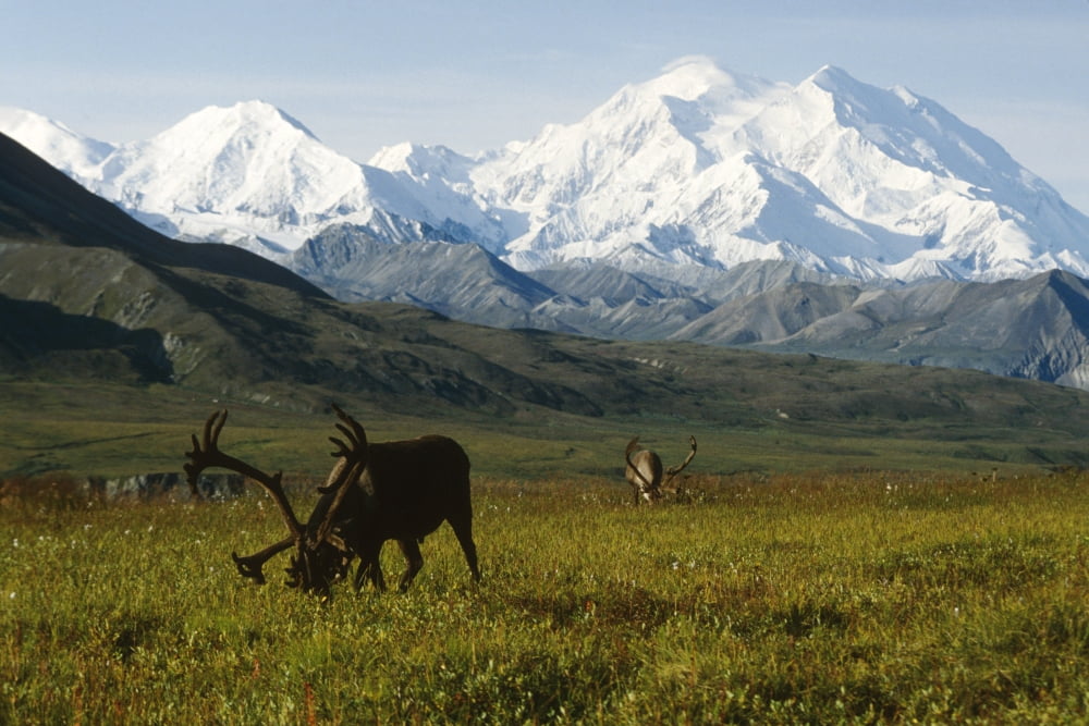 Two Caribou Feeding On Tundra With Mt Mckinley And Alaska Range In The Background Denali National Park Interior Alaska Canvas Art - Doug Lindstrand Design Pics (34 x 22)
