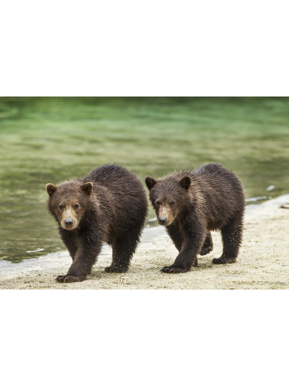 Two Coastal Brown Bear Spring Cubs (Ursus arctos) walking along salmon stream by Kuliak Bay Katmai National Park Southwest Alaska Canvas Art - Paul Souders Design Pics (38 x 24)