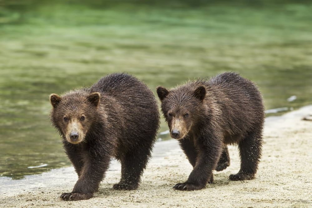 Two Coastal Brown Bear Spring Cubs (Ursus arctos) walking along salmon stream by Kuliak Bay Katmai National Park Southwest Alaska Canvas Art - Paul Souders Design Pics (19 x 12)