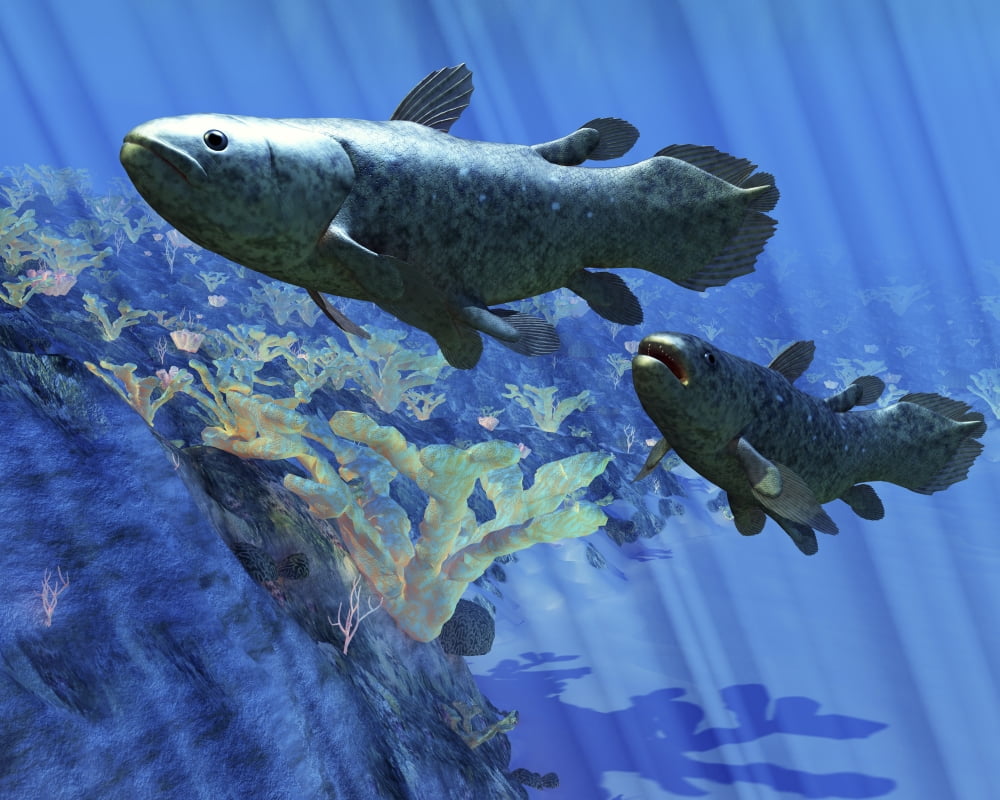 Two Coelacanth fish swimming undersea Canvas Art - Corey FordStocktrek Images (16 x 13)