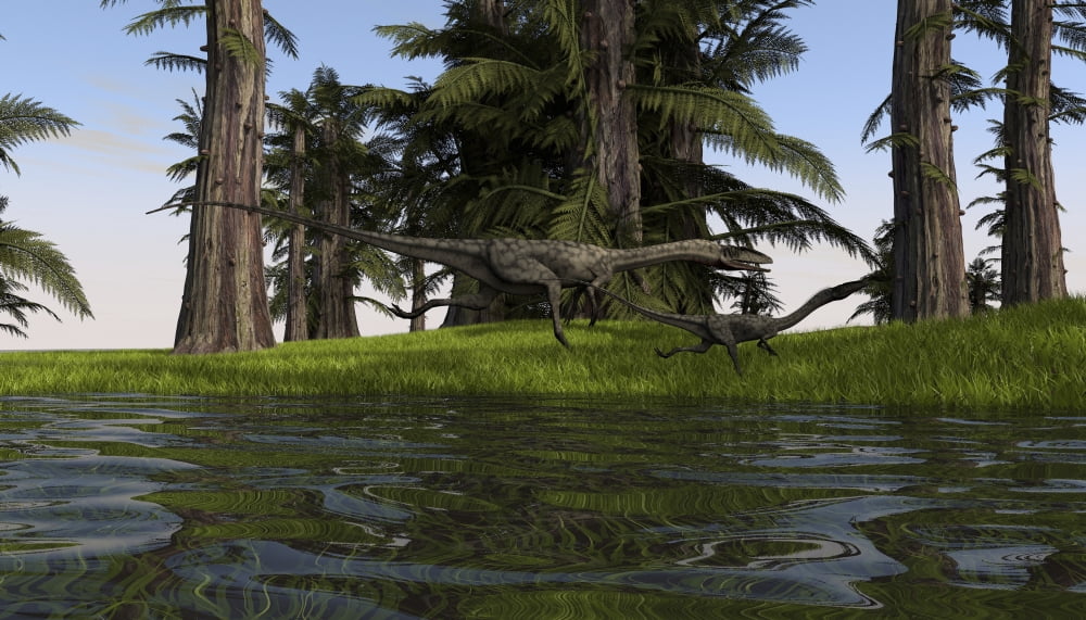 Two Coelophysis dinosaurs running along the edge of swampy water Canvas Art - Kostyantyn IvanyshenStocktrek Images (19 x 11)