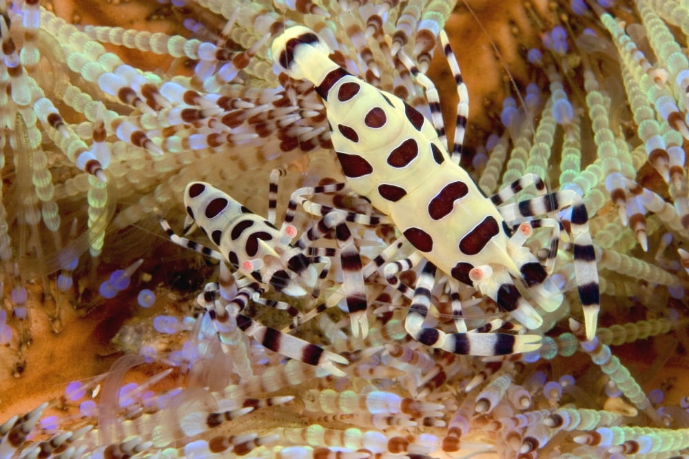 Two Coleman Shrimp Clear Section Of Fire Urchin Of Tube Feet And Spines Canvas Art - Dave Fleetham Design Pics (36 x 24)