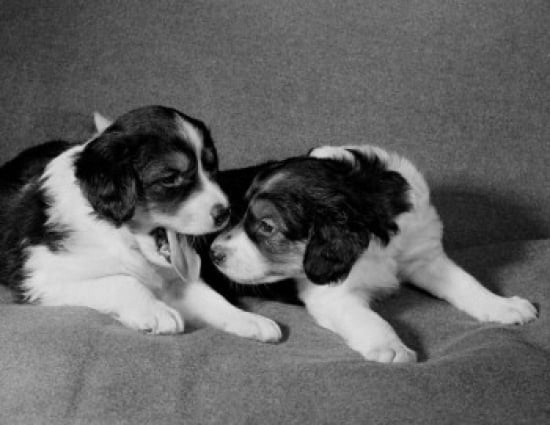 Two Collie puppies Canvas Art - (18 x 24)