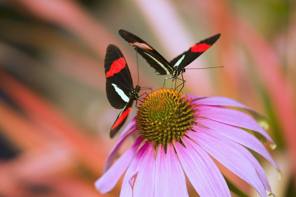 Two Colorful Butterflies On Cone Flower Blossom In Spring Oregon Usa Canvas Art - Craig Tuttle Design Pics (19 x 12)
