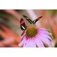 thumbnail image 1 of Two Colorful Butterflies On Cone Flower Blossom In Spring; Oregon, Usa Poster Print (38 x 24), 1 of 3