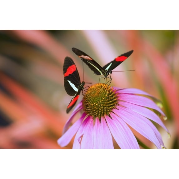 Two Colorful Butterflies On Cone Flower Blossom In Spring; Oregon, Usa Poster Print (38 x 24)