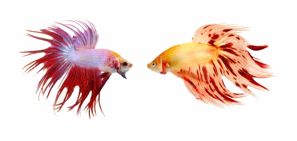 Two Colorful Fish With Long Fins Canvas Art - Steve Nagy Design Pics (44 x 20)