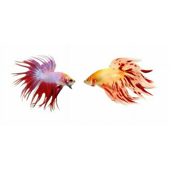Two Colorful Fish with Long Fins Poster Print - 22 x 10