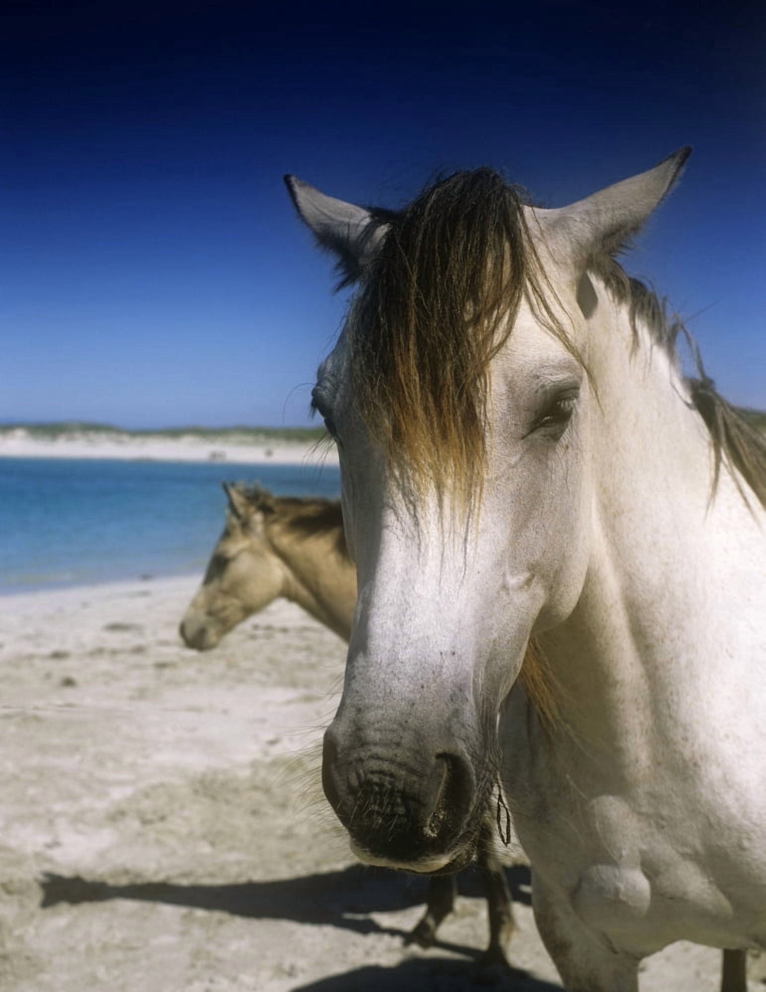 Two Connemara Ponies On The Coast Connemara Republic Of Ireland Canvas Art - The Irish Image Collection Design Pics (12 x 15)
