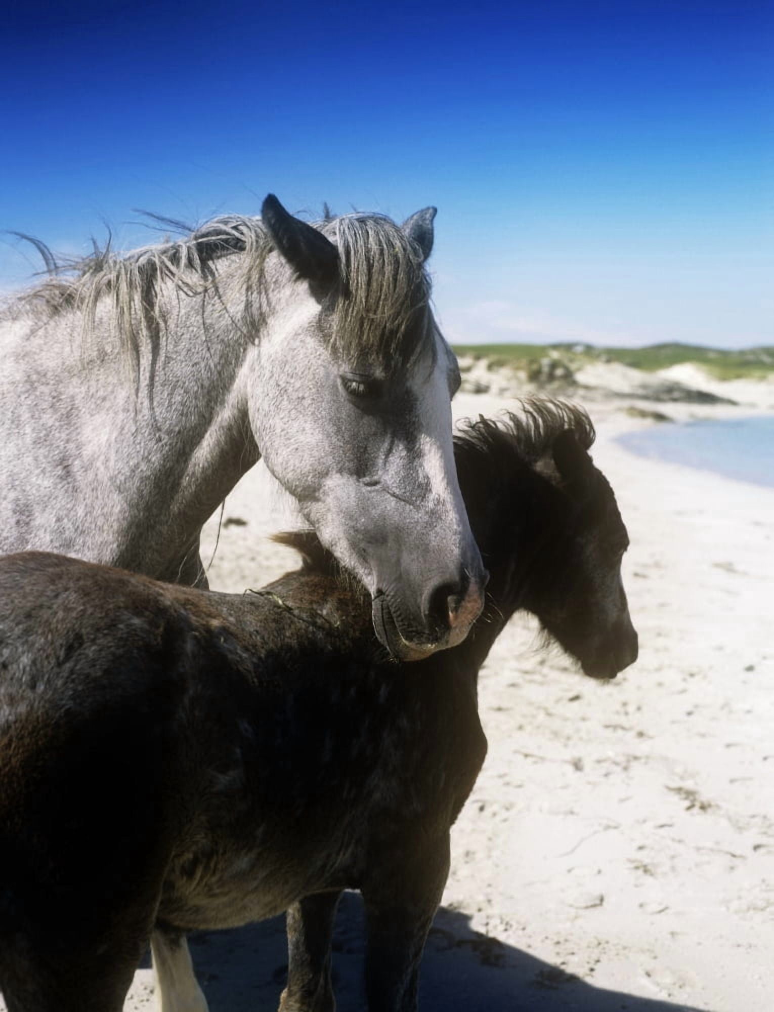 Two Connemara Ponies On The Coast Connemara Republic Of Ireland Canvas Art - The Irish Image Collection Design Pics (12 x 16)