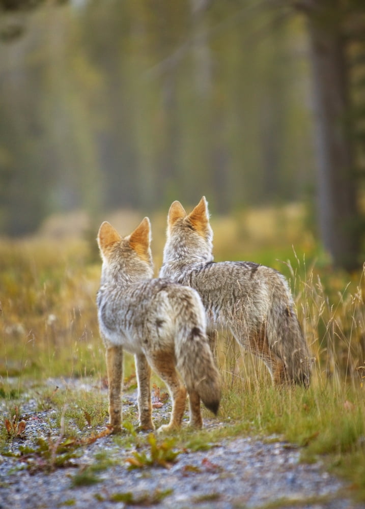 Two Coyotes (Canis Latrans) Canmore Alberta Canada Canvas Art - Richard Wear Design Pics (13 x 18)
