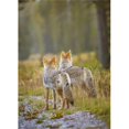 thumbnail image 1 of Two Coyotes Canis Latrans - Canmore - Alberta - Canada Poster Print - 13 x 18, 1 of 1