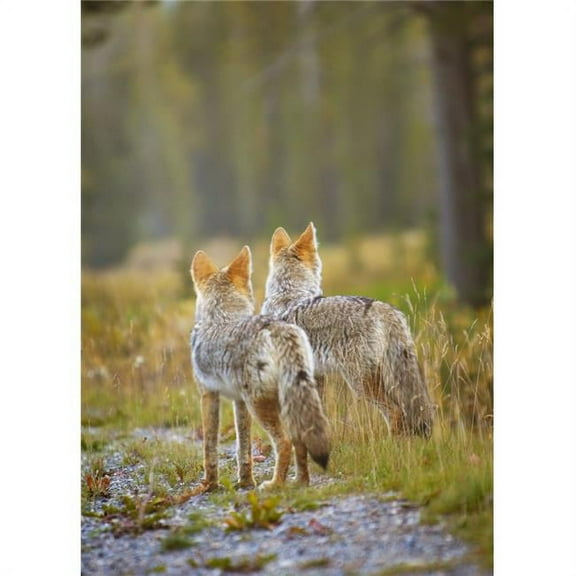 Two Coyotes Canis Latrans - Canmore - Alberta - Canada Poster Print - 13 x 18