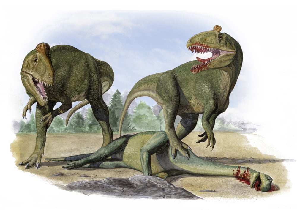 Two Cryolophosaurus ellioti dinosaurs fight over a dead prosauropod Canvas Art - Sergey KrasovskiyStocktrek Images (17 x 12)
