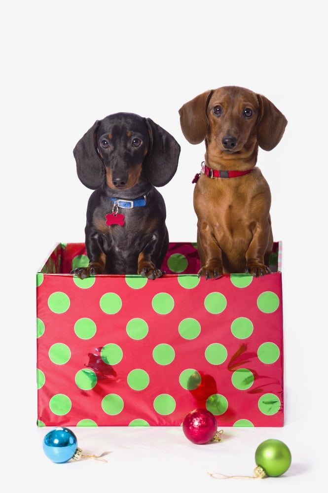 Two Dachshund Puppies Inside A Polka Dot Christmas Gift Box Canvas Art - Corey Hochachka Design Pics (12 x 19)