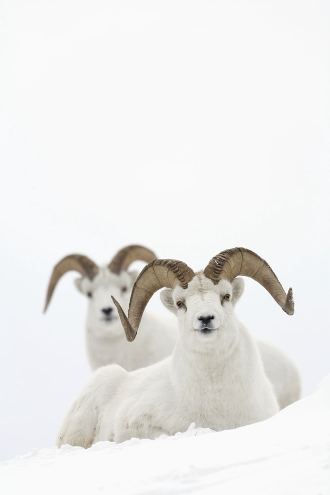 Two Dall Sheep Rams Bedded In Snow On Sheep Mountain Kluane National Park Yukon Territory Canada Canvas Art - Milo Burcham Design Pics (22 x 34)