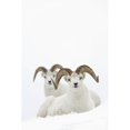 thumbnail image 1 of Two Dall Sheep Rams Bedded In Snow On Sheep Mountain Kluane National Park Yukon Territory Canada Print, 1 of 3