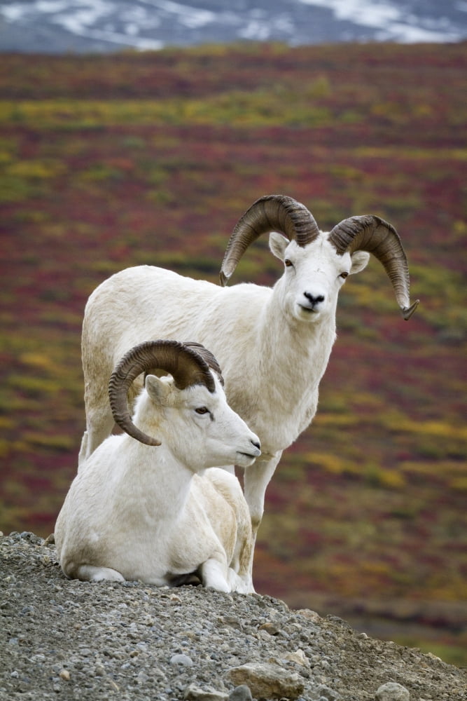 Two Dall Sheep Rams On Hillside Overlooking Tundra Denali National Park Interior Alaska Autumn Canvas Art - Doug Lindstrand Design Pics (11 x 17)