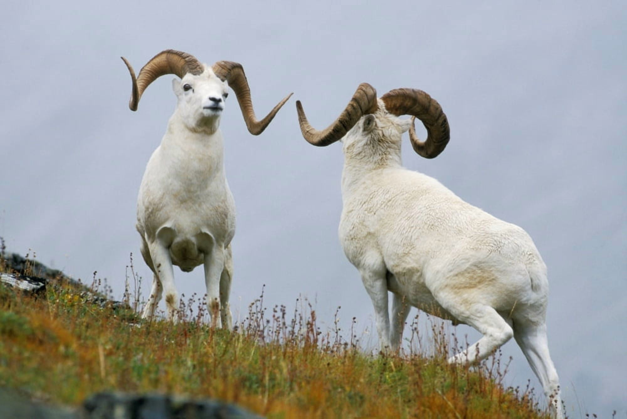 Two Dall Sheep Rams Preparing To Butt Heads In A Dominance Display Mount Margaret Denali National Park Alaska Canvas Art - Milo Burcham Design Pics (17 x 11)