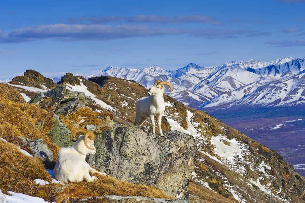 Two Dall Sheep Rams Resting On A Ridge With The Alaska Range In The Background Denali Natonal Park Interior Alaska Spring Canvas Art - Michael Jones Design Pics (34 x 22)