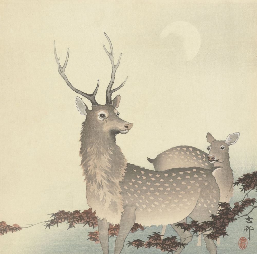 Two Deer Canvas Art - (24 x 18)