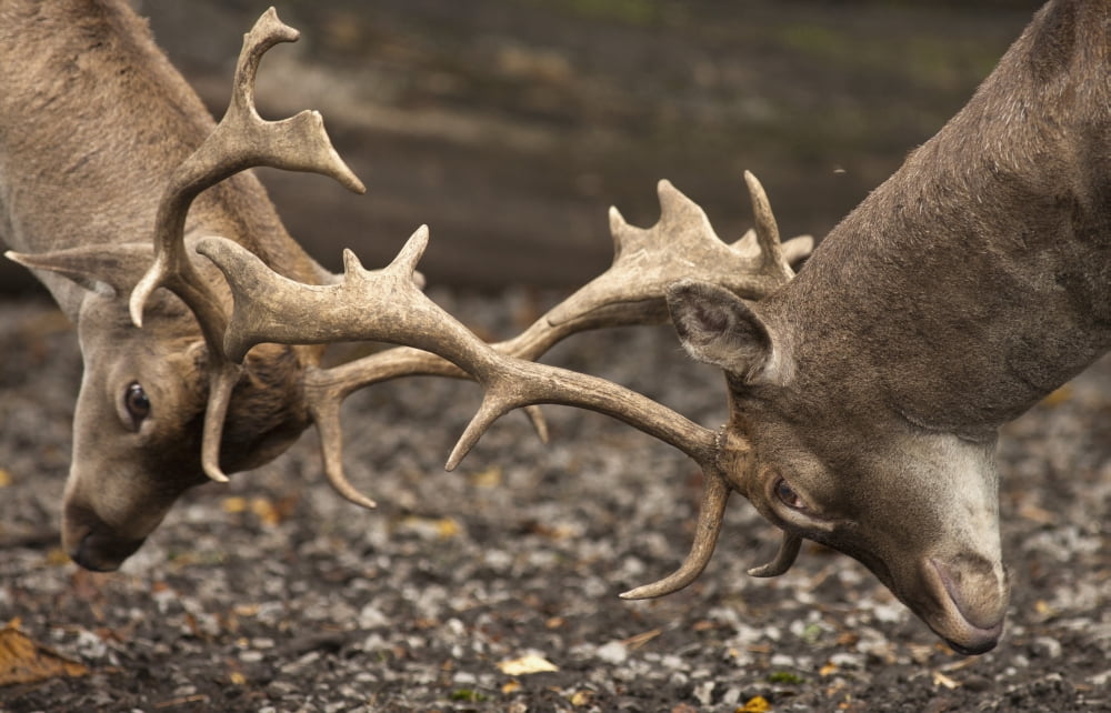 Two Deer (Cervidae) Fighting With Antlers Northumberland England Canvas Art - John Short Design Pics (38 x 24)