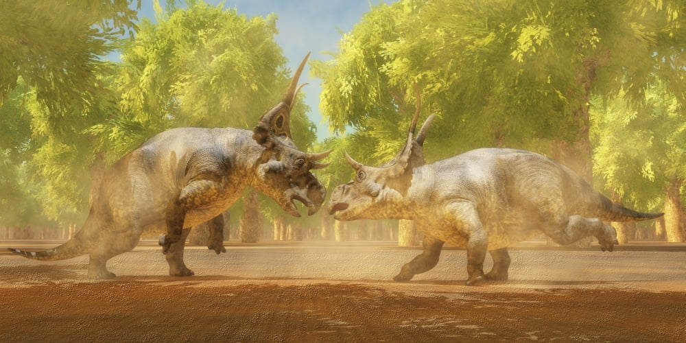 Two Diabloceratops dinosaurs fight for mating rights Canvas Art - Corey FordStocktrek Images (40 x 20)