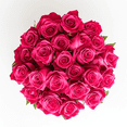 thumbnail image 1 of Two Dozen Hot Pink Roses- Beautiful Fresh Cut Flowers- Express Delivery, 1 of 4