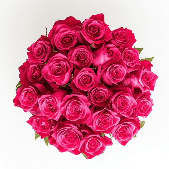 Two Dozen Hot Pink Roses- Beautiful Fresh Cut Flowers- Express Delivery