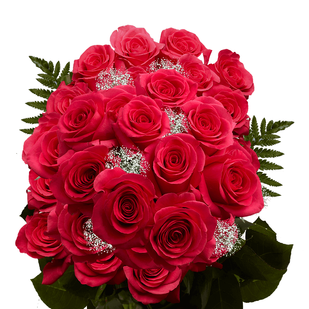 Pink Express Roses Two Dozen Hot Pink Roses- Beautiful Fresh Cut Flowers- Express Delivery ...
