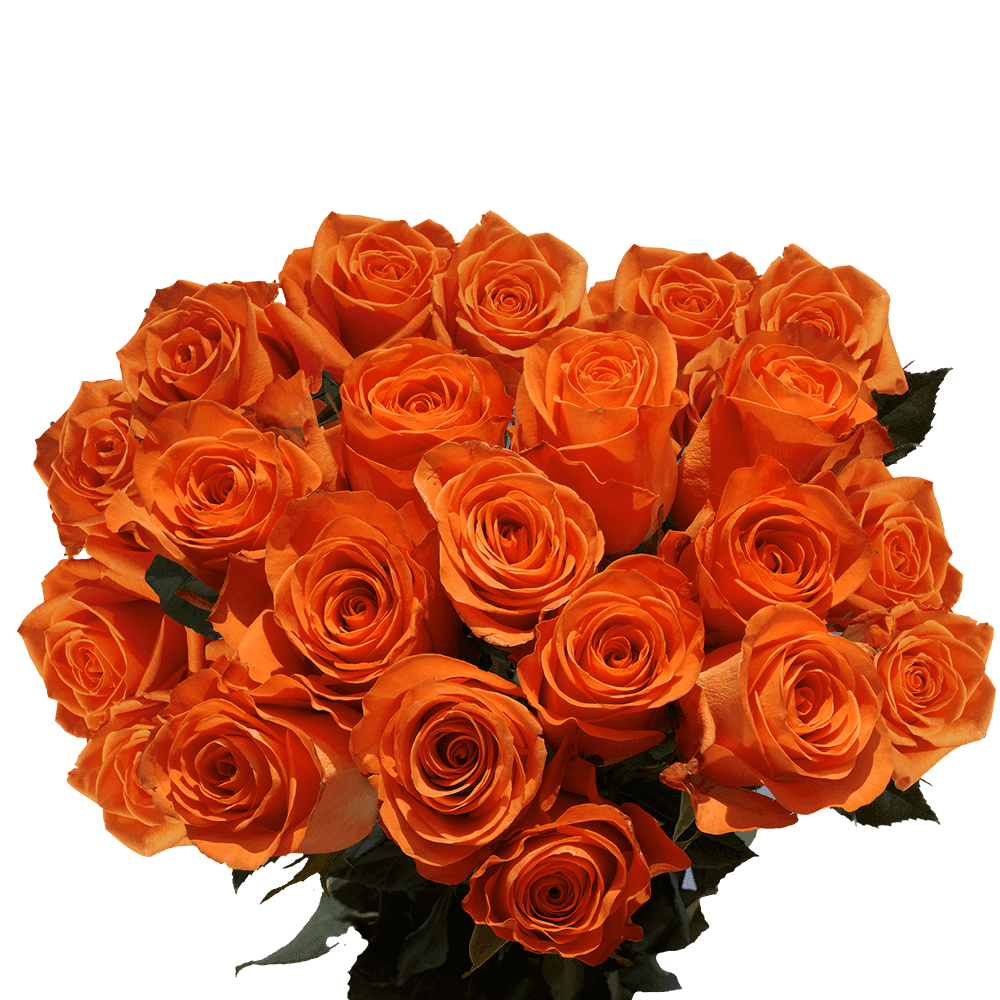 Orange roses deals